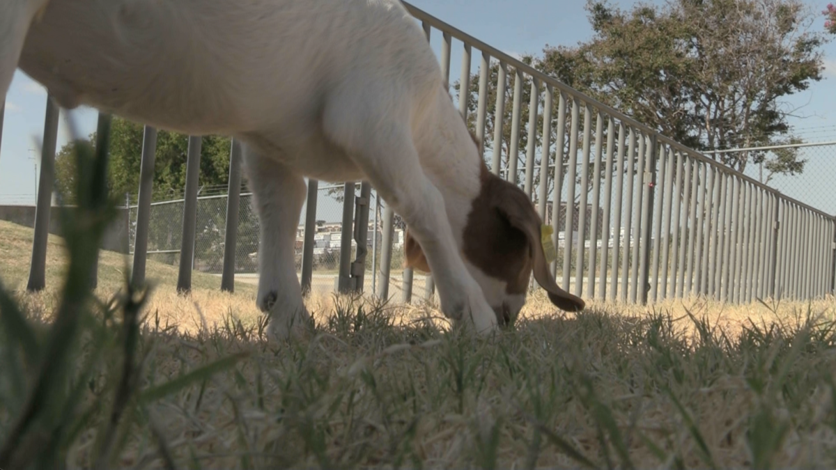 Goat at the FISD Livestock Agricultural Barn